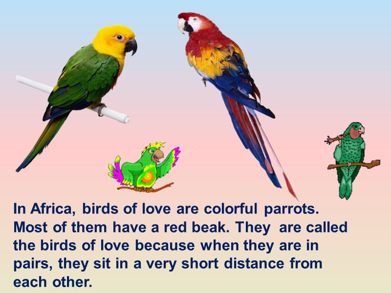 In Africa, birds of love are colorful parrots. Most of them have a red